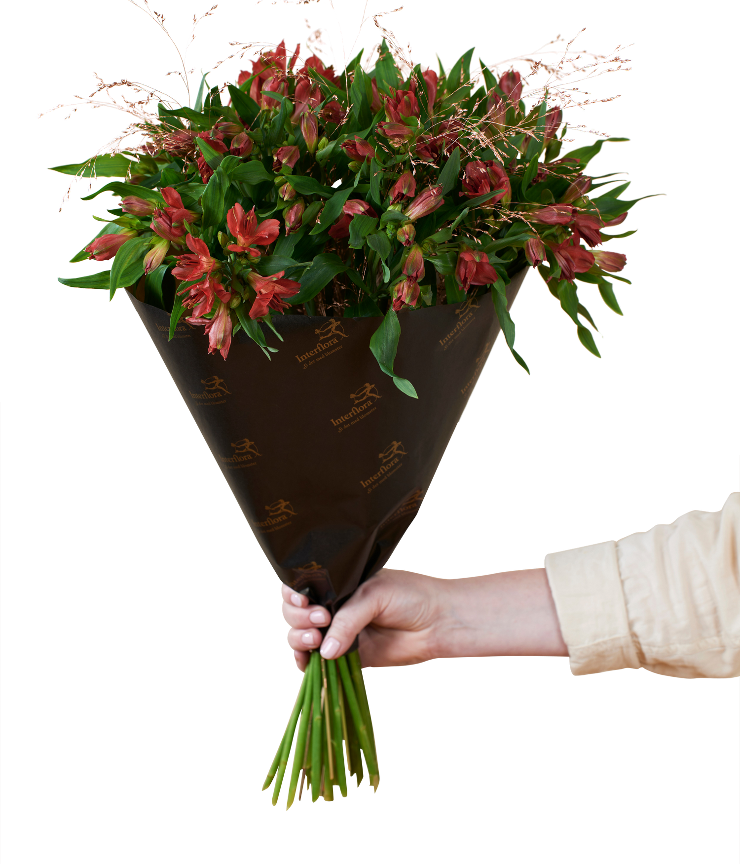 Amazing Alstromeria Red 240530