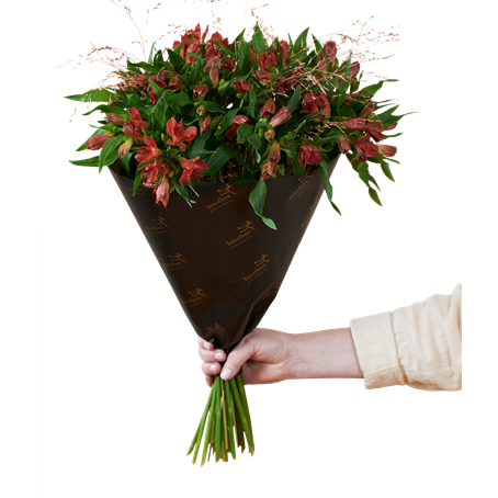 Amazing Alstromeria Red 240530