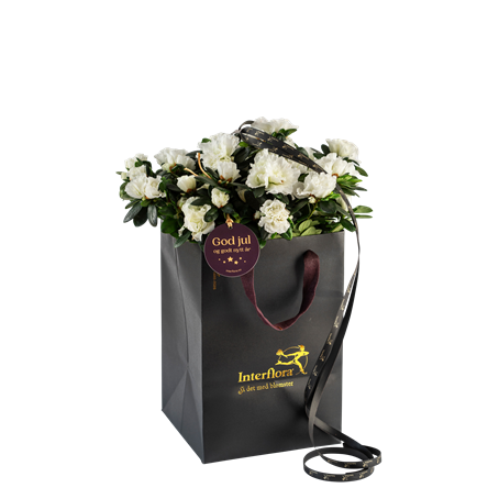 Shimmering White 240533