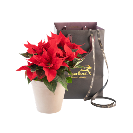 Christmas Tradition Red 240541