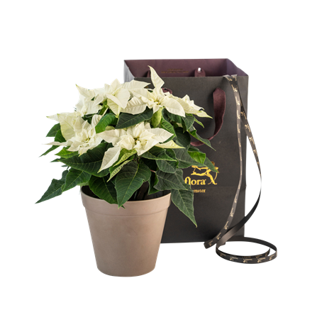 Christmas Tradition White  240543