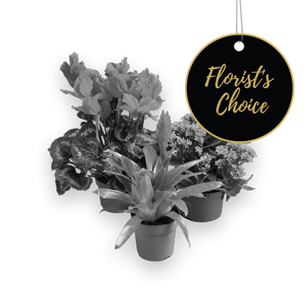 Single plant  florist's choice