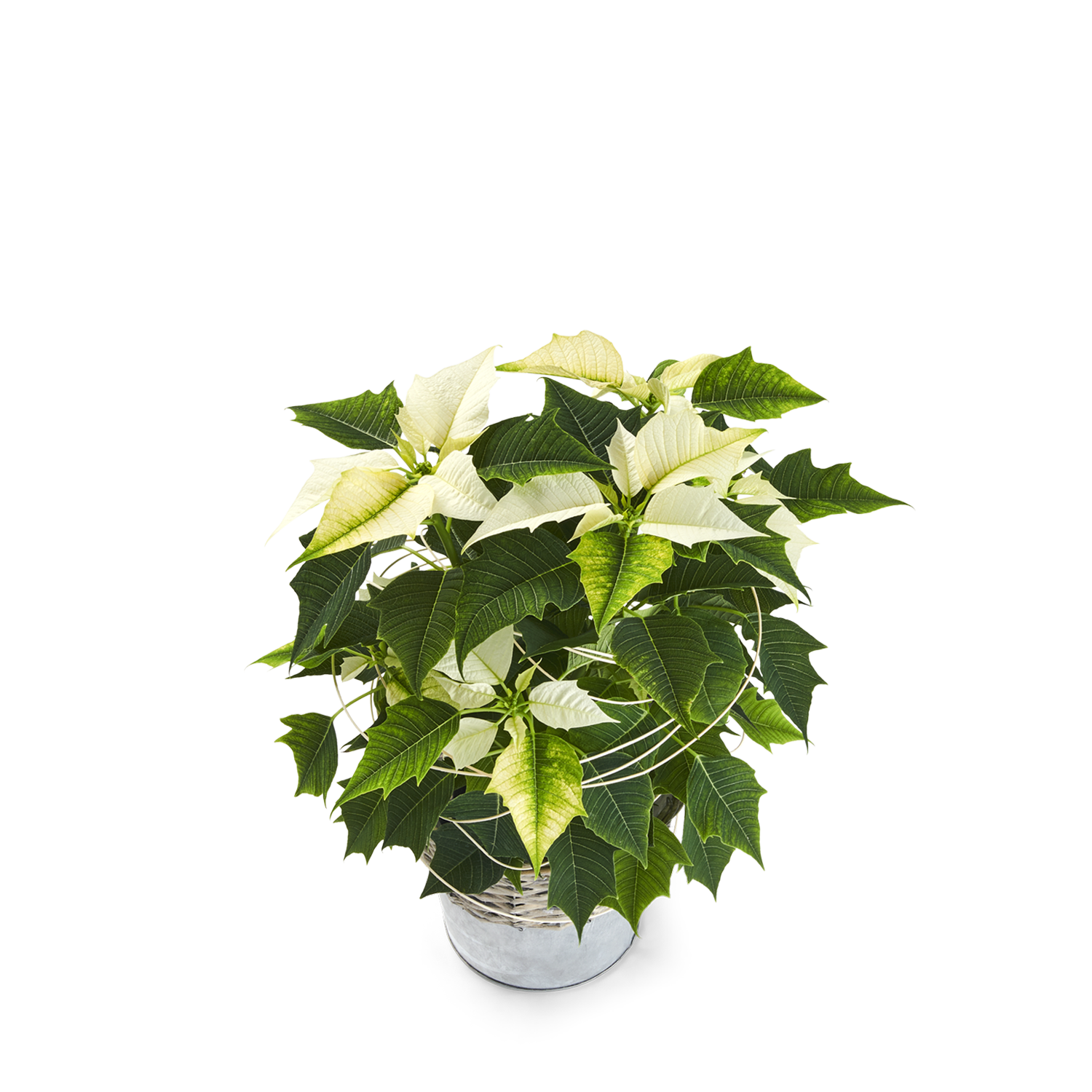 product image for Melchior