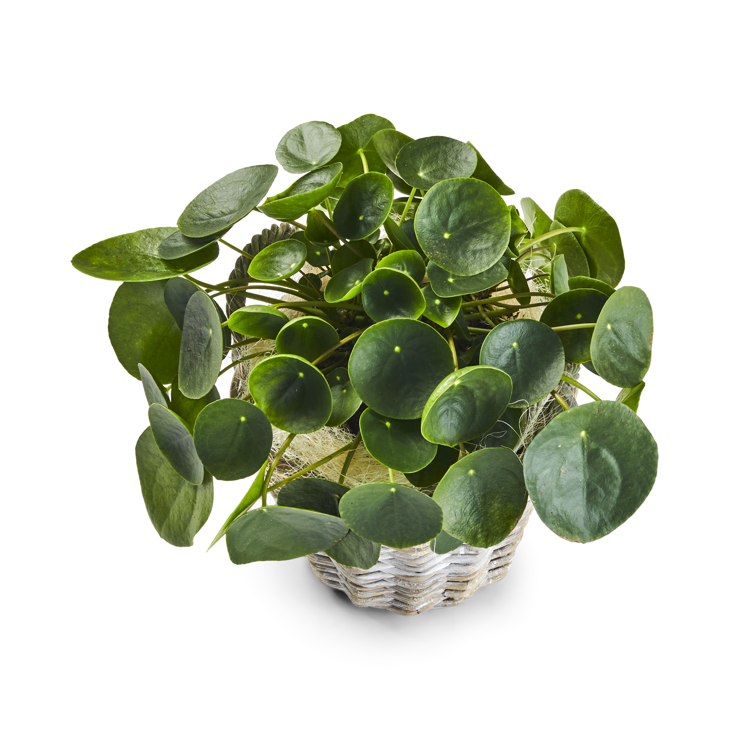 Pilea