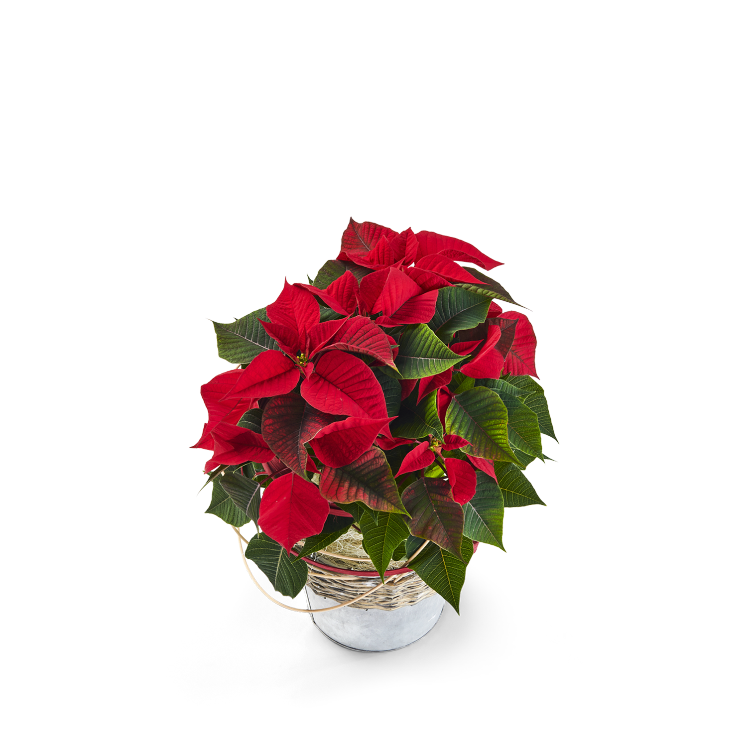 product image for Noelle