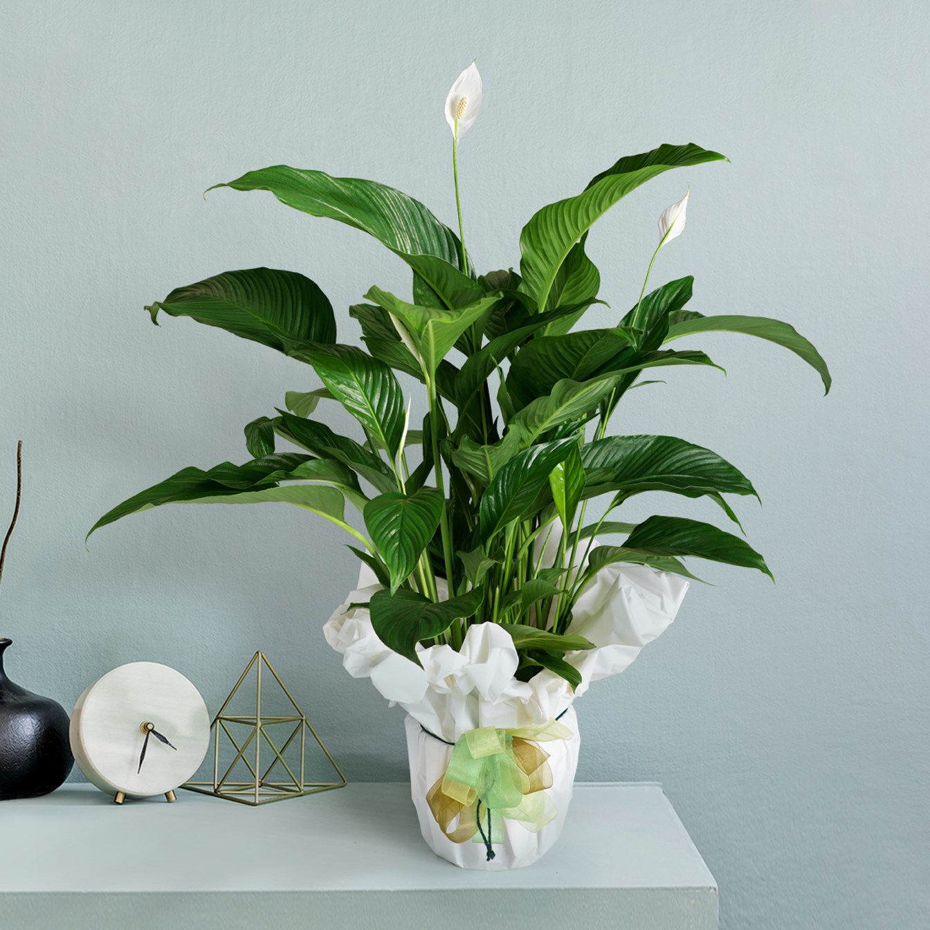 product image for Spathiphyllum plant