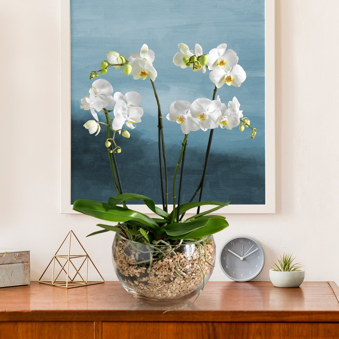 product image for Premium white orchid