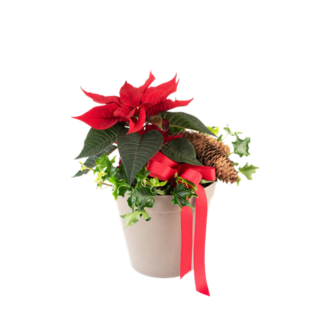 Santas Choice 240549