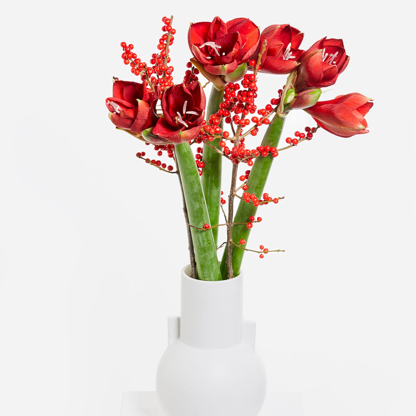 product image for Red Amaryllis Dream