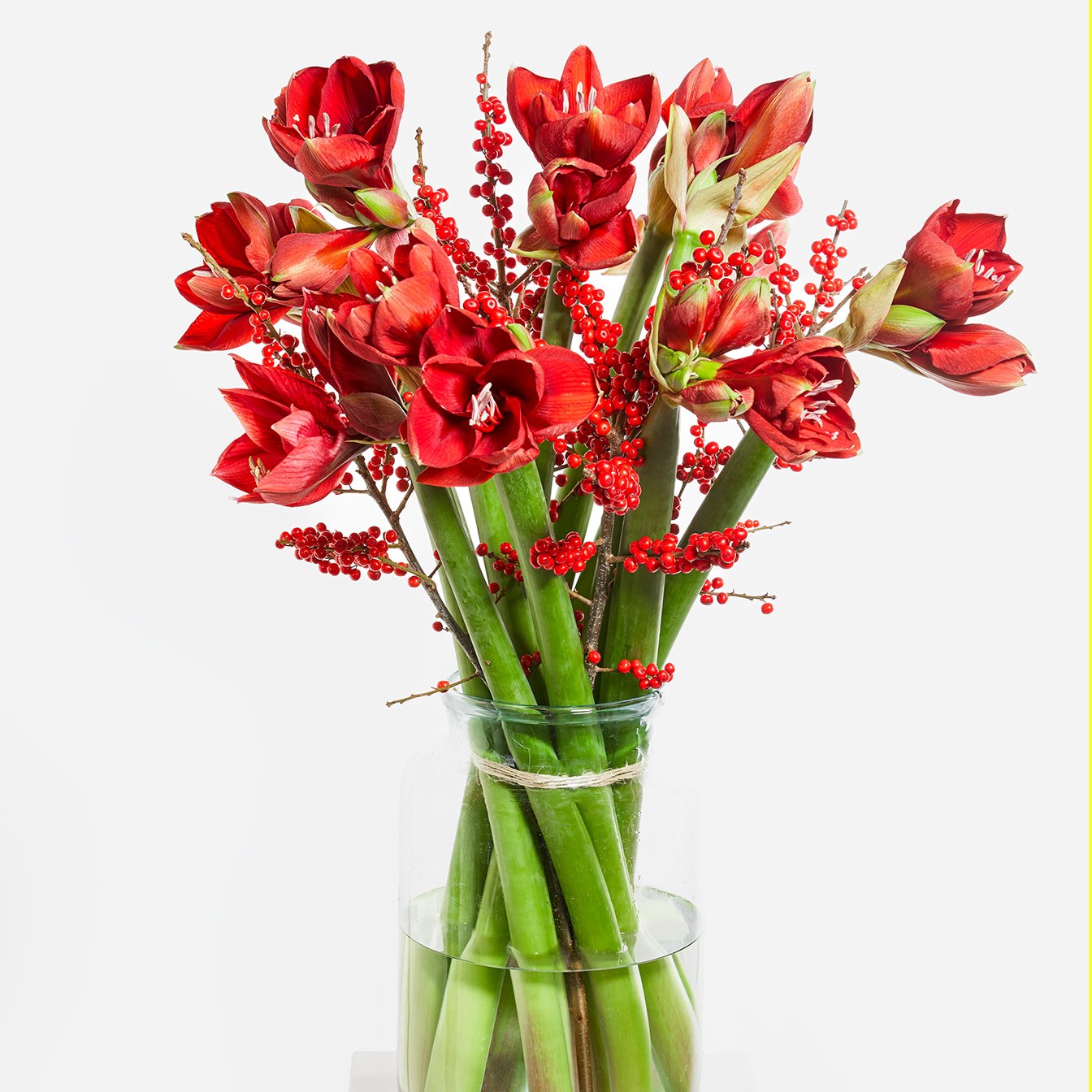 Red Amaryllis Dream