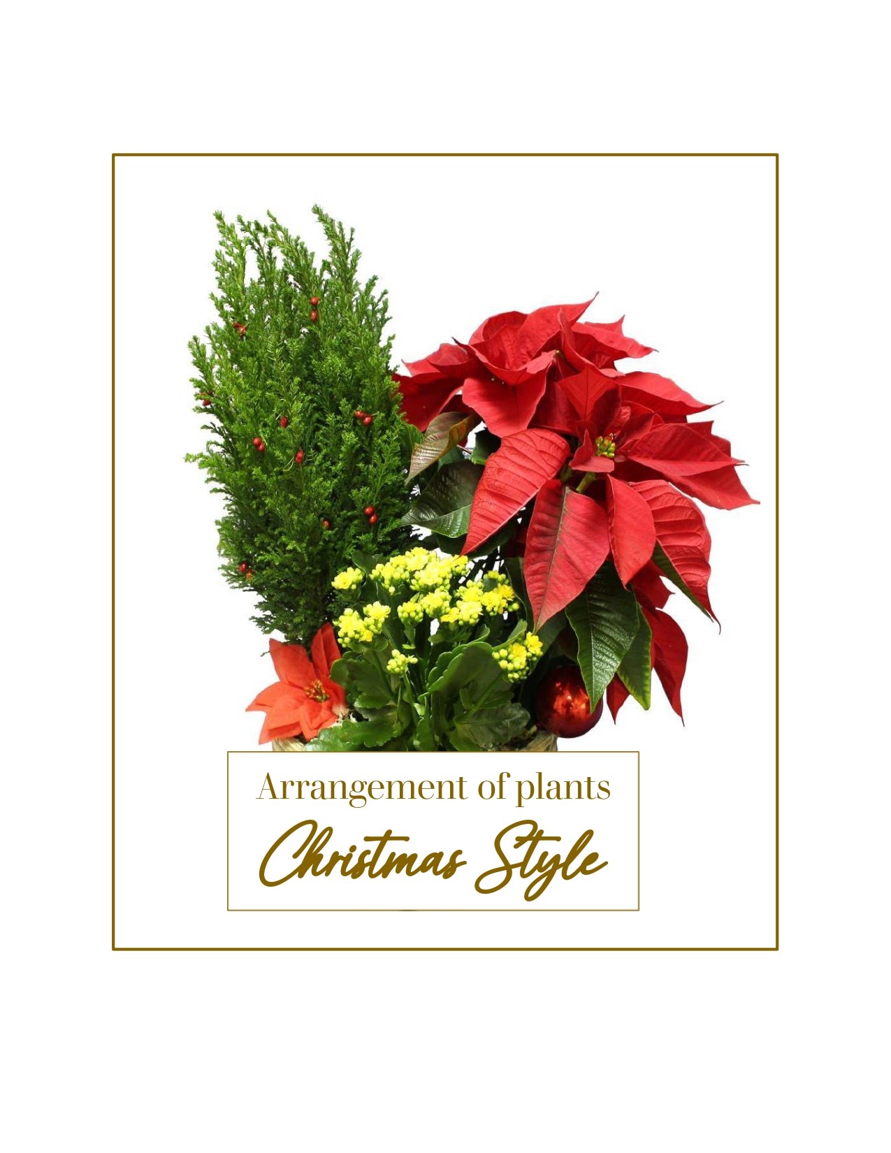 product image for Christmas Style - Arrangement of Plants