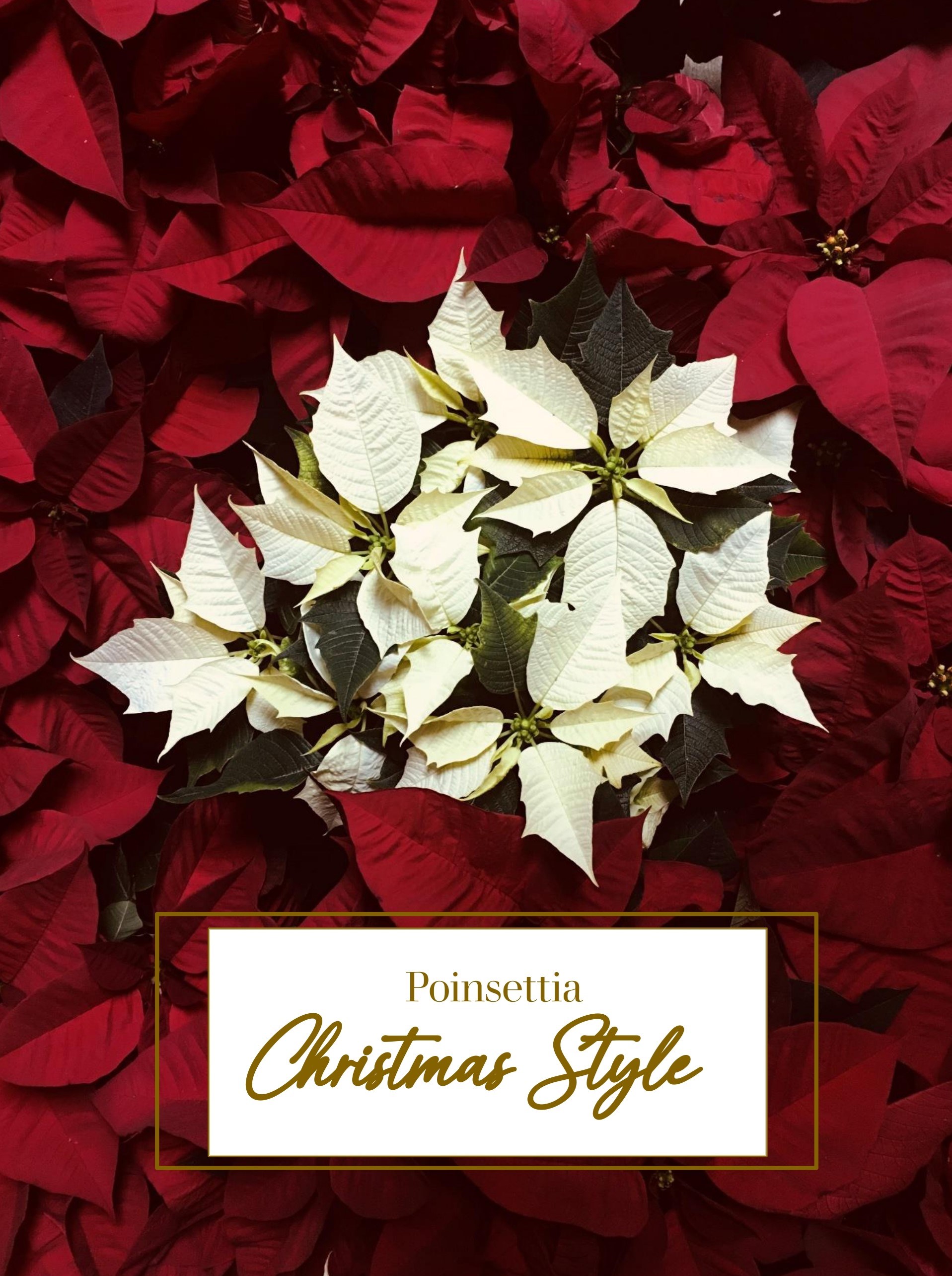 Red Poinsettia Christmas Style