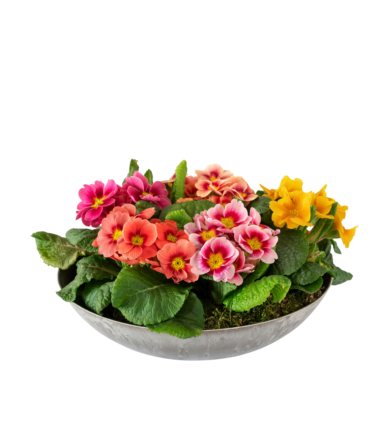 product image for Spring Bowl 240152