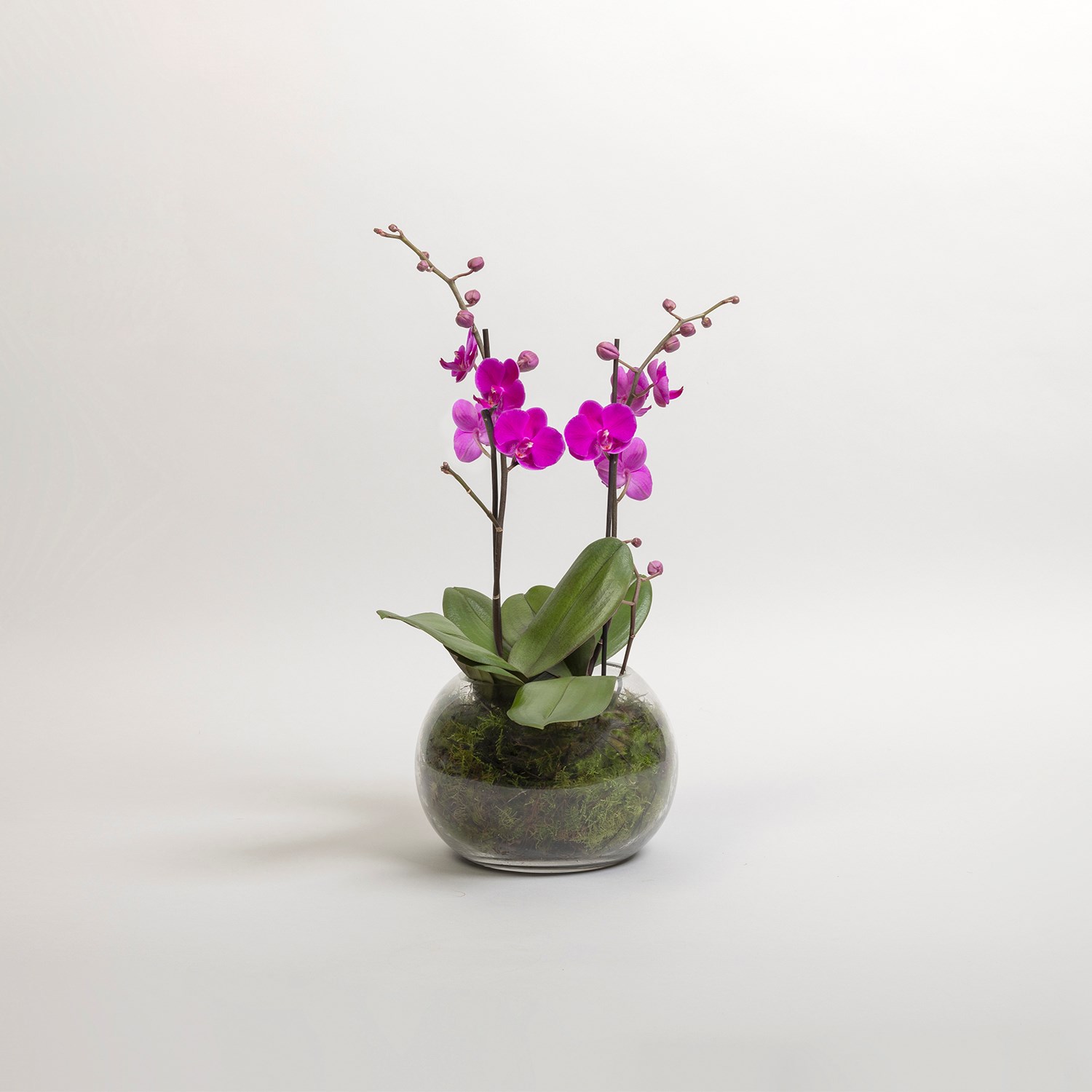 product image for Aquarius