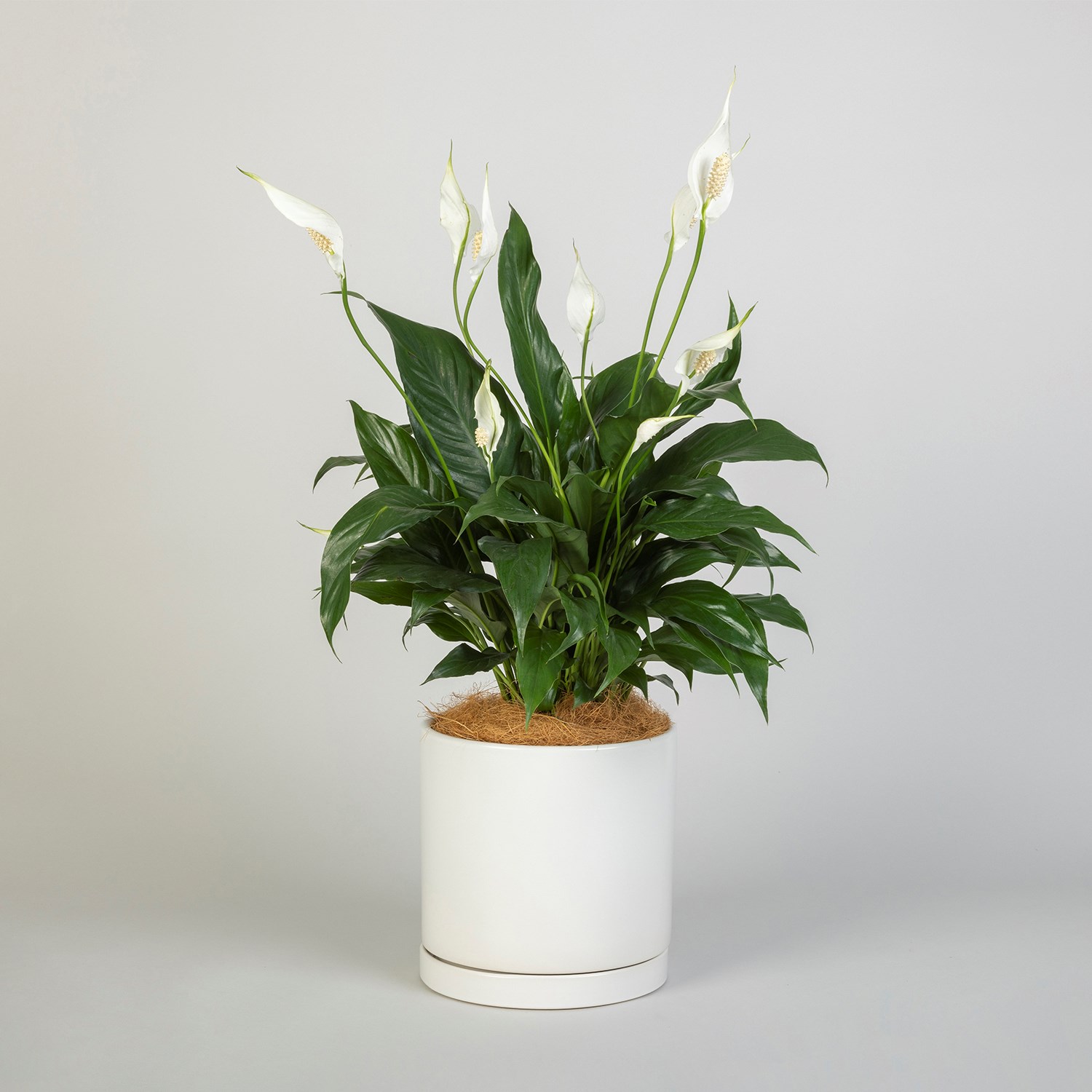 White Peace Lily