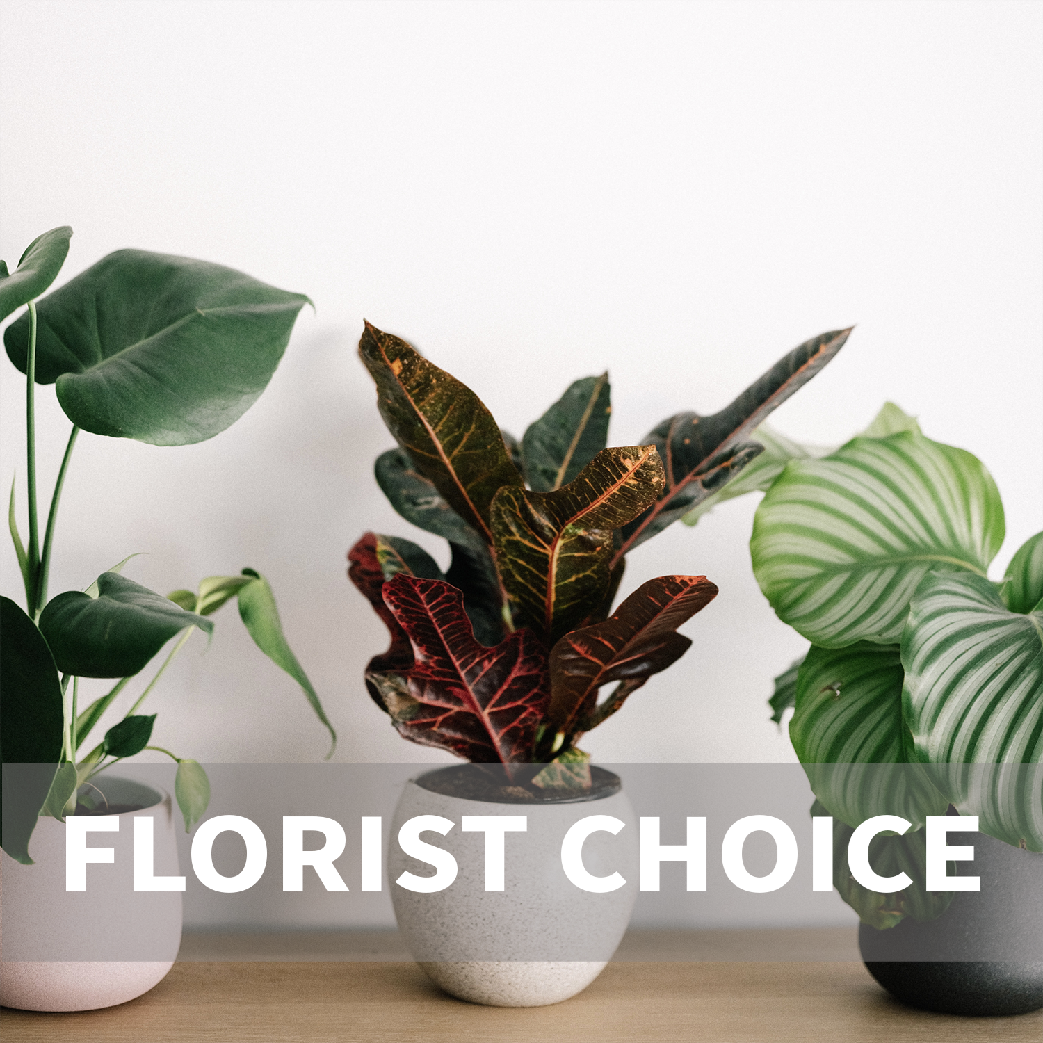 product image for Single Plant