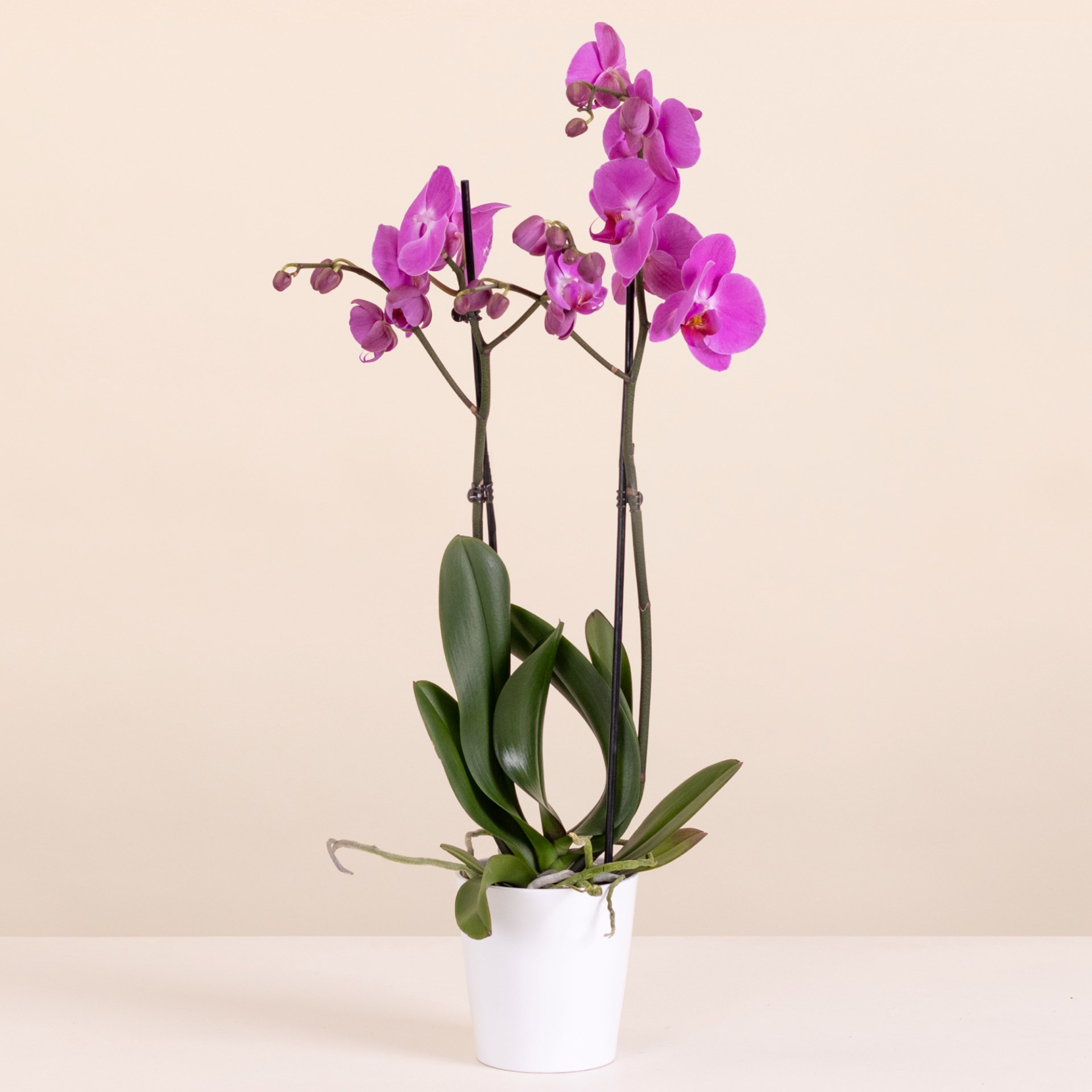 product image for Pink Orchid