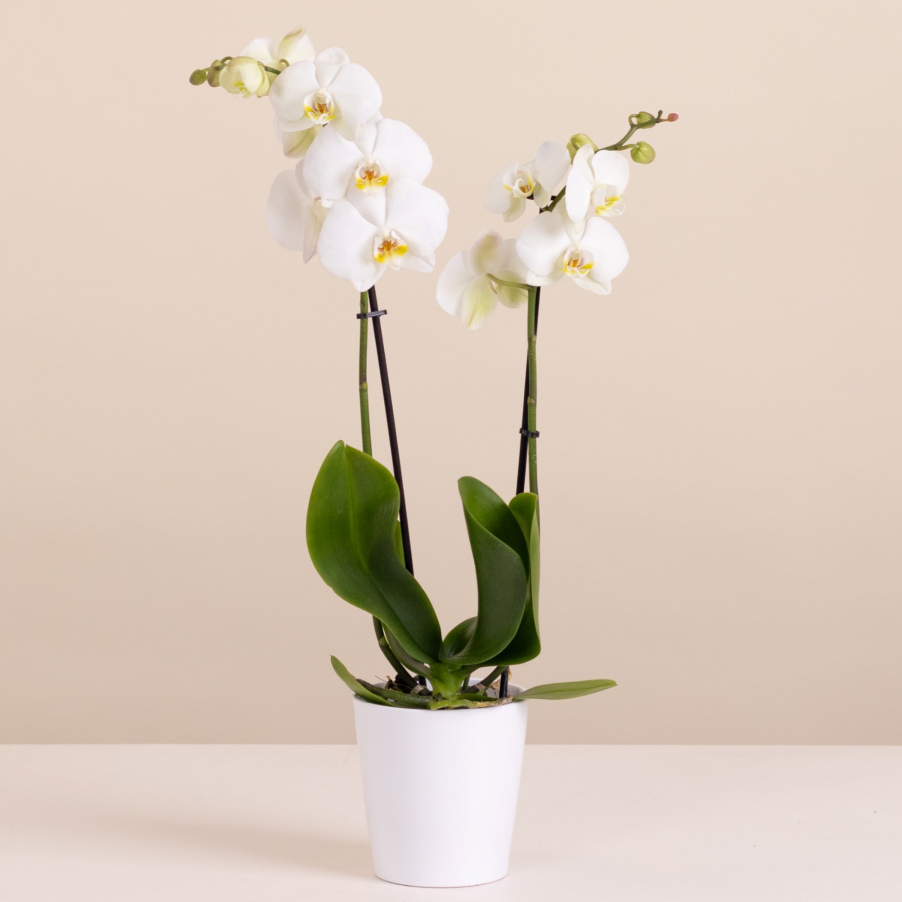 White Orchid