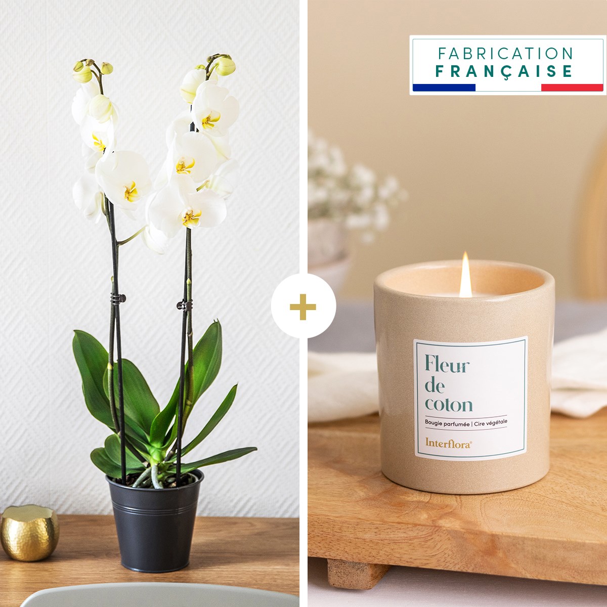 Candide et bougie - Orchid and candle