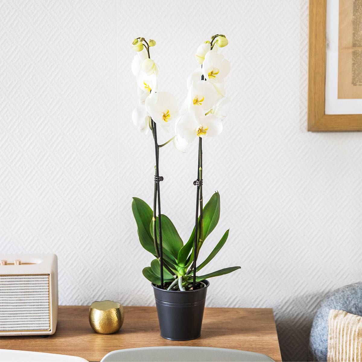 Candide et bougie - Orchid and candle
