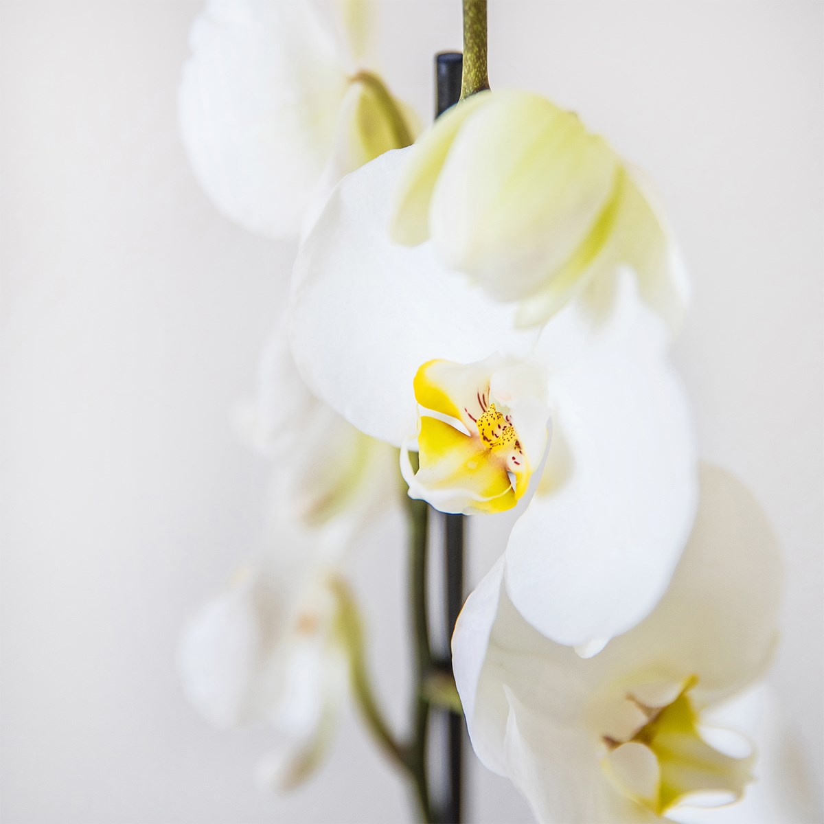 Candide et bougie - Orchid and candle