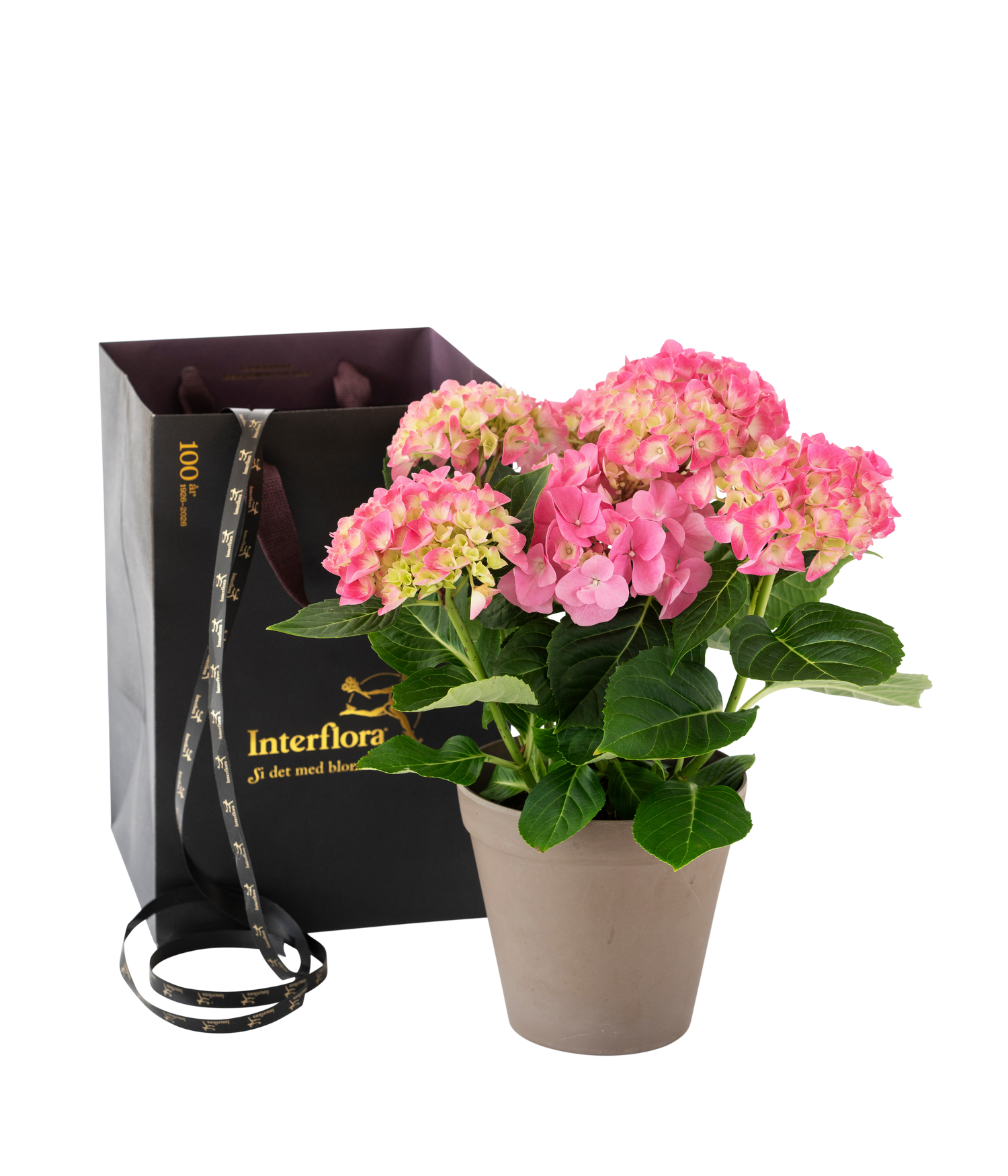 product image for Pink Beauty 240154