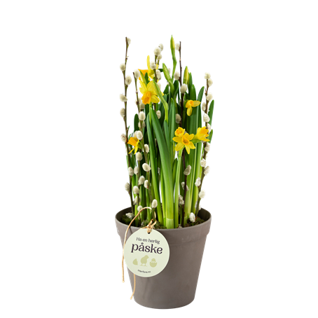 Daffodil Joy 240151