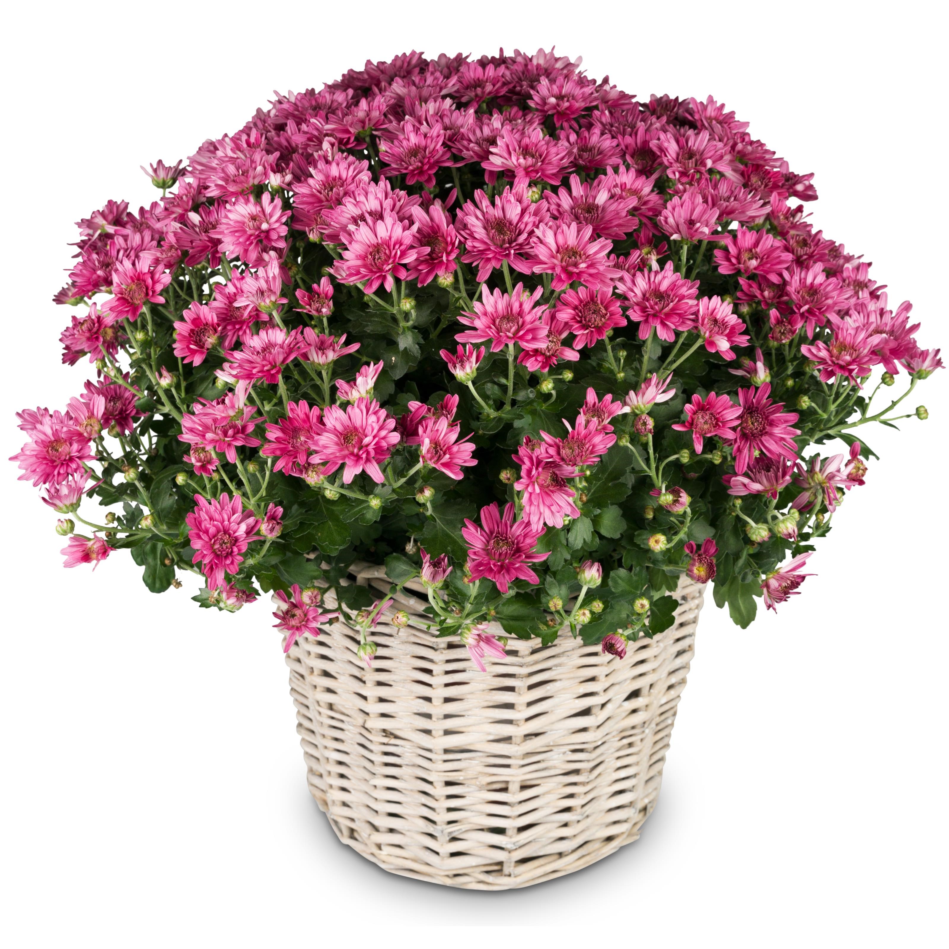 Hope-pink chrysanthemum for the cemetery