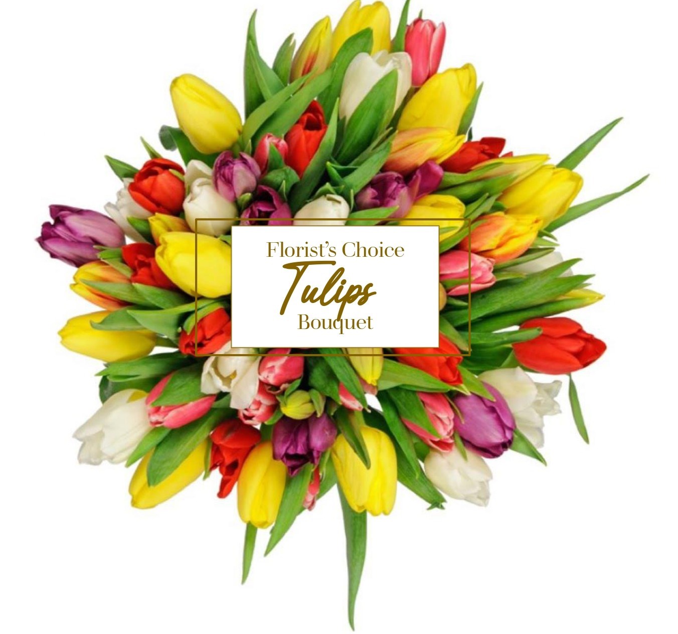 product image for Tulipa