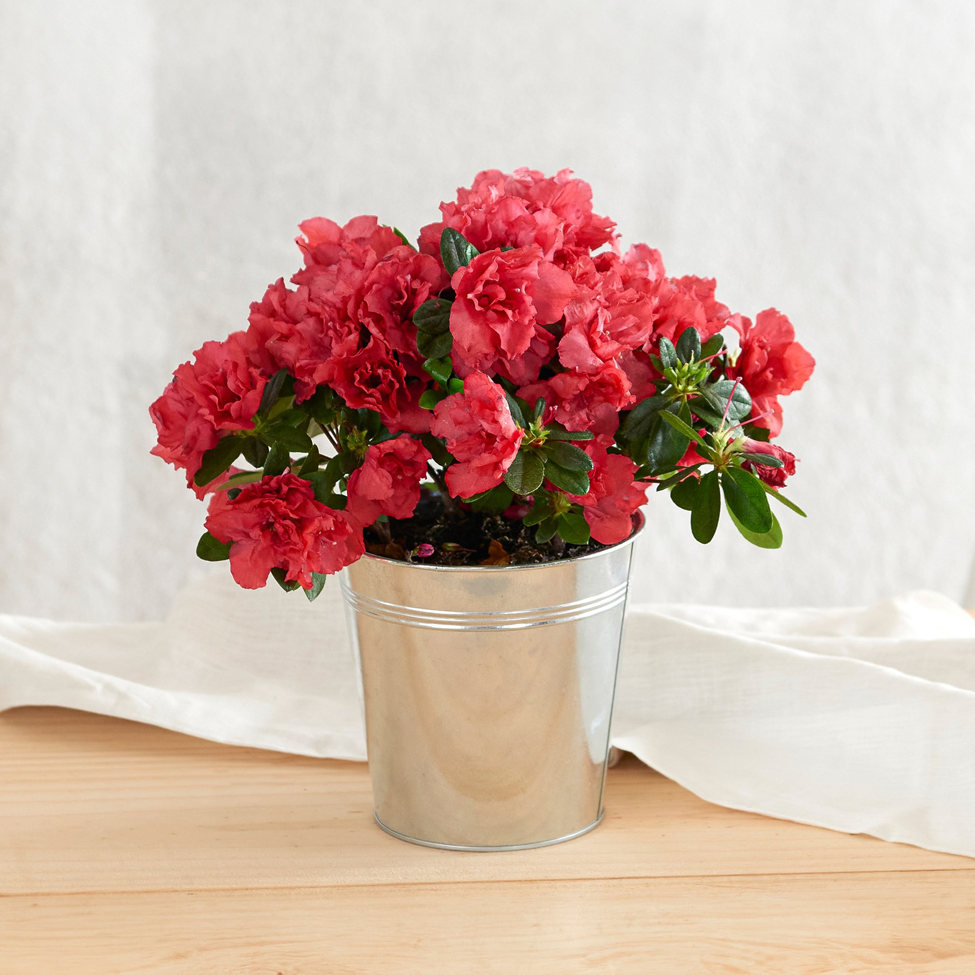 product image for Azalee avec cache pot - Azalea with pot cover