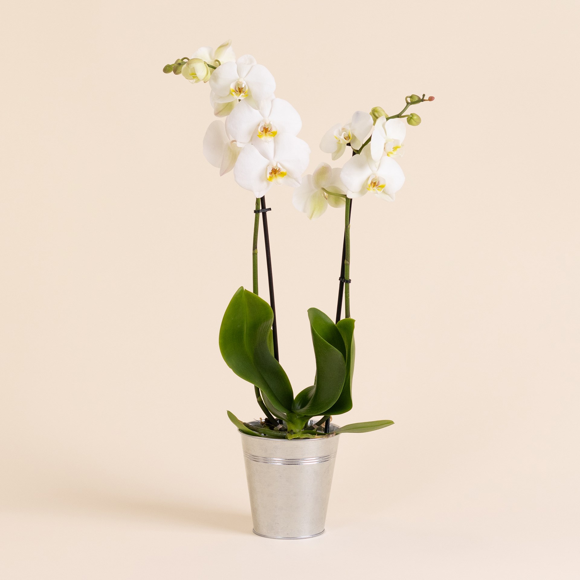 product image for Orchidee Candide - Orchid