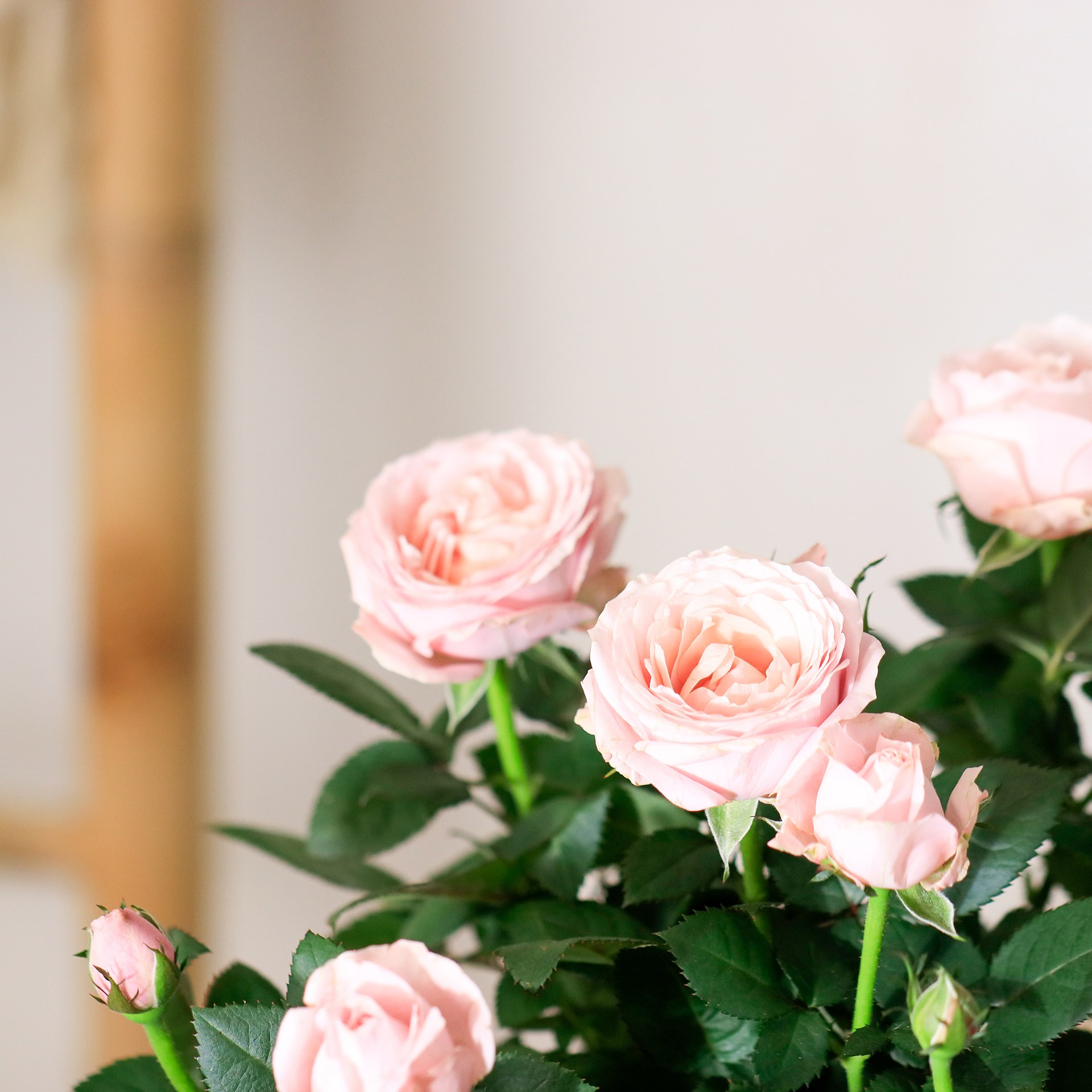 Rose plant and chocolates