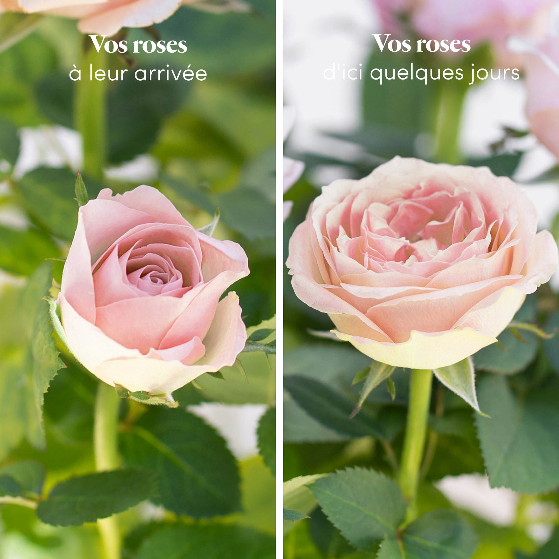 Rosier - Rosebush