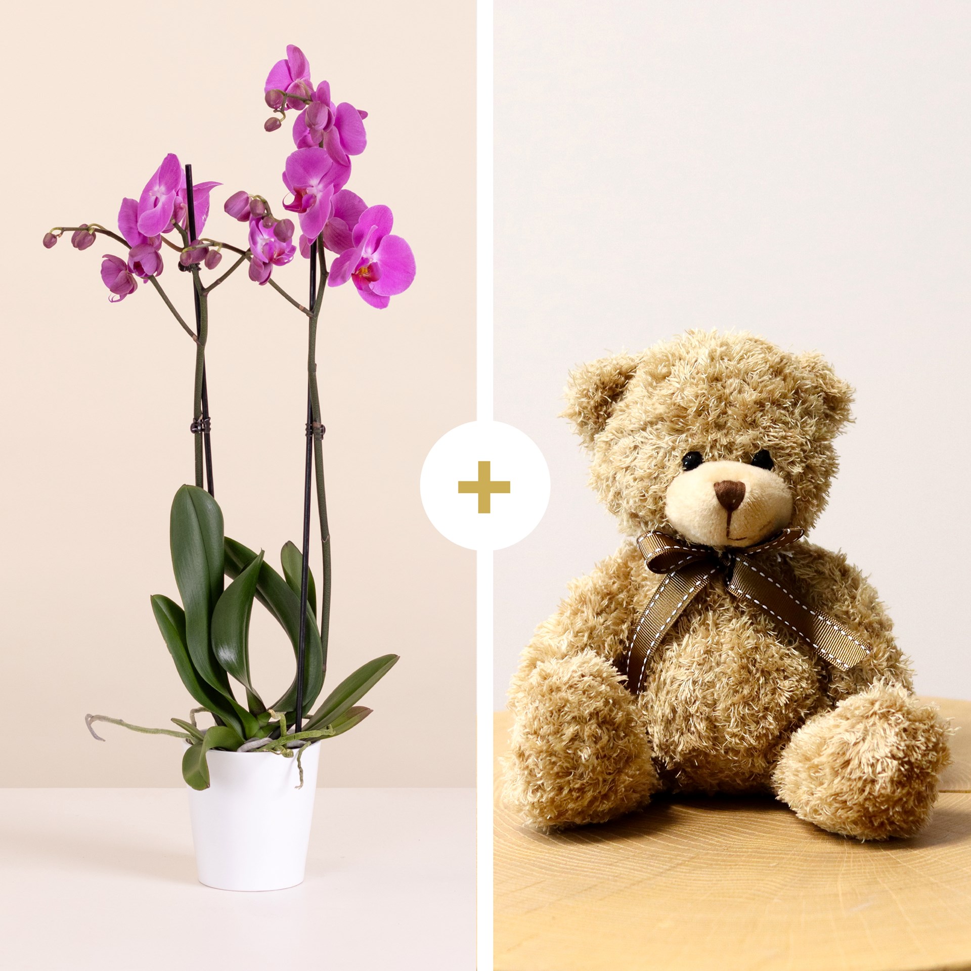 product image for Pink Orchid with Teddy Bear