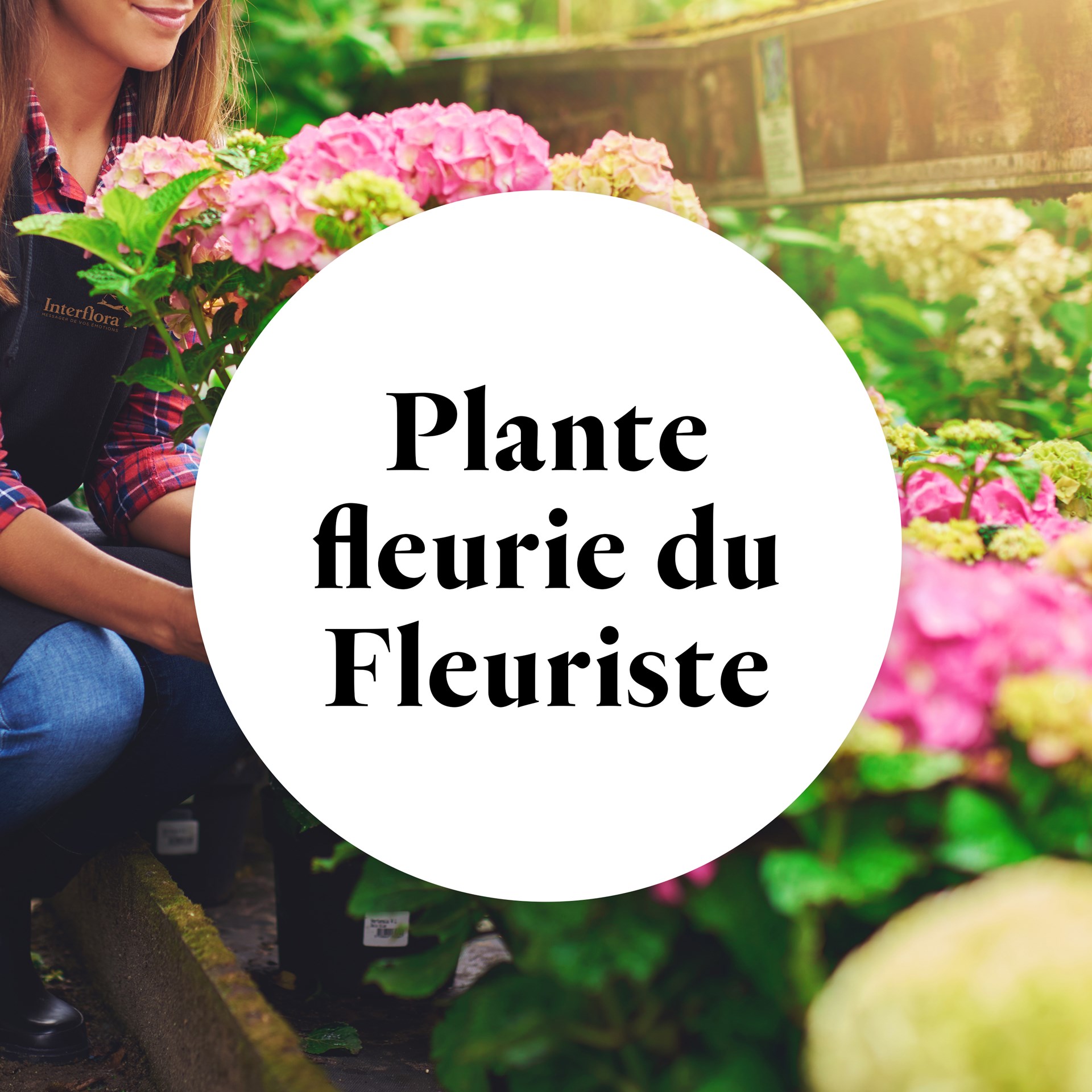 product image for Plante fleurie du fleuriste - Florist's flowering plants