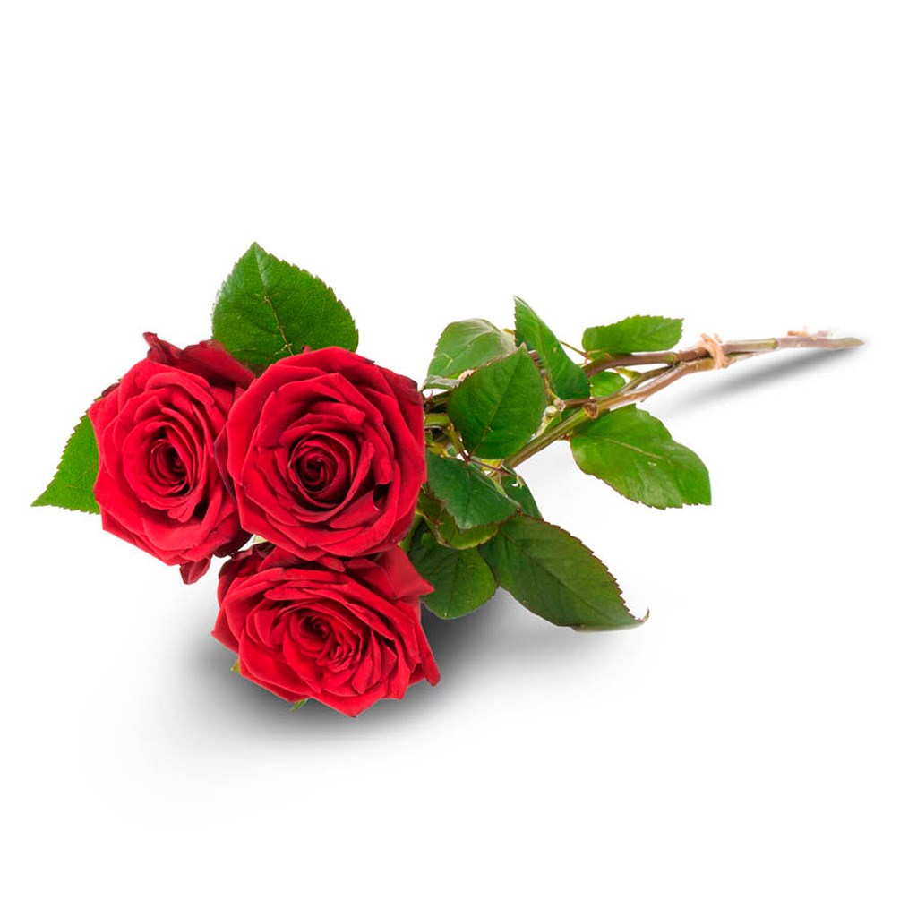 Three graduation roses