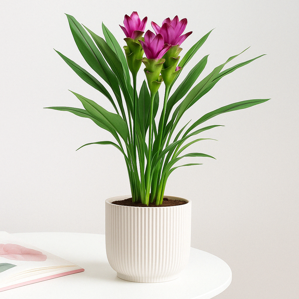 product image for Plant Turmeric
