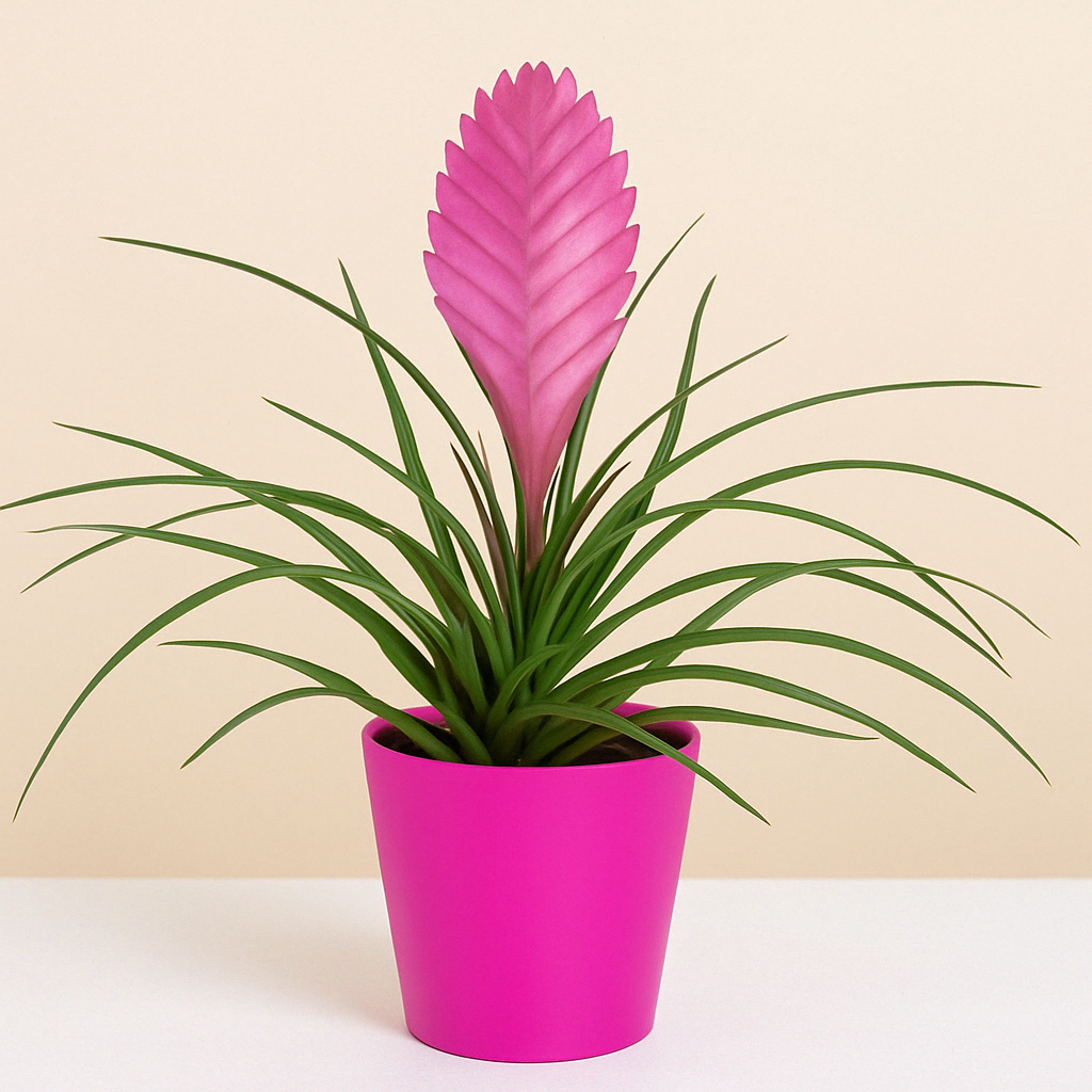 product image for Tillandsia plant