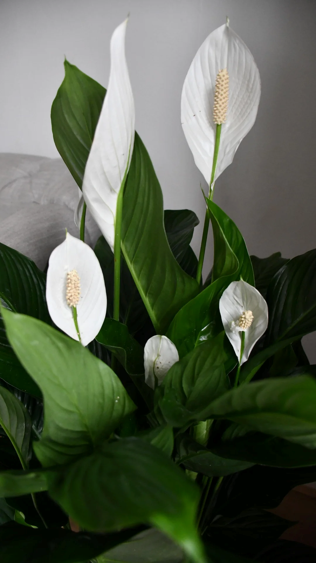 product image for Pace Lily