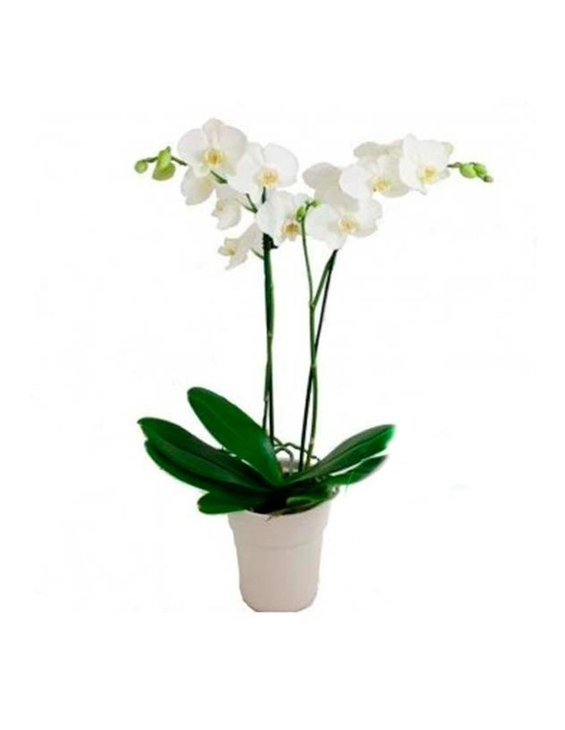 product image for Orchid