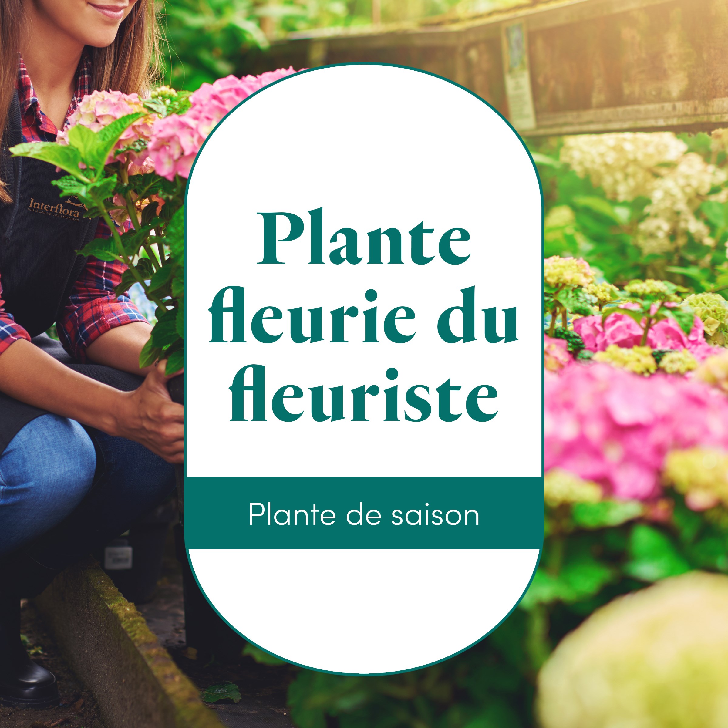 Plante fleurie du fleuriste - Florist's flowering plants