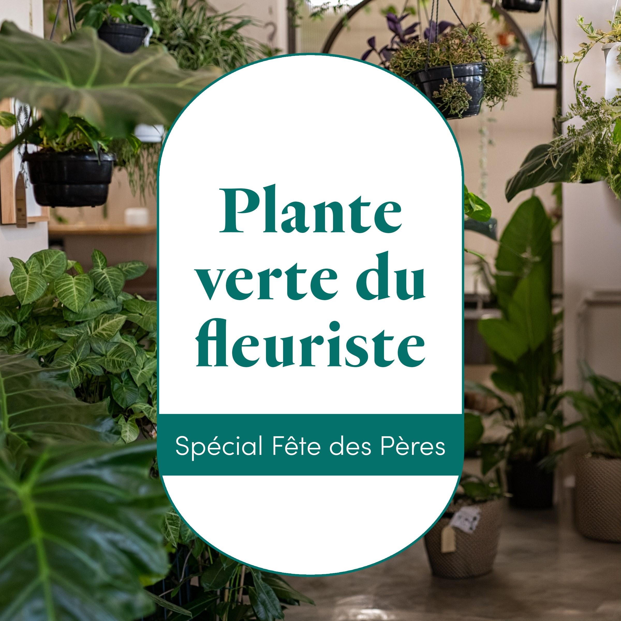 La plante du fleuriste - The florist's green plant