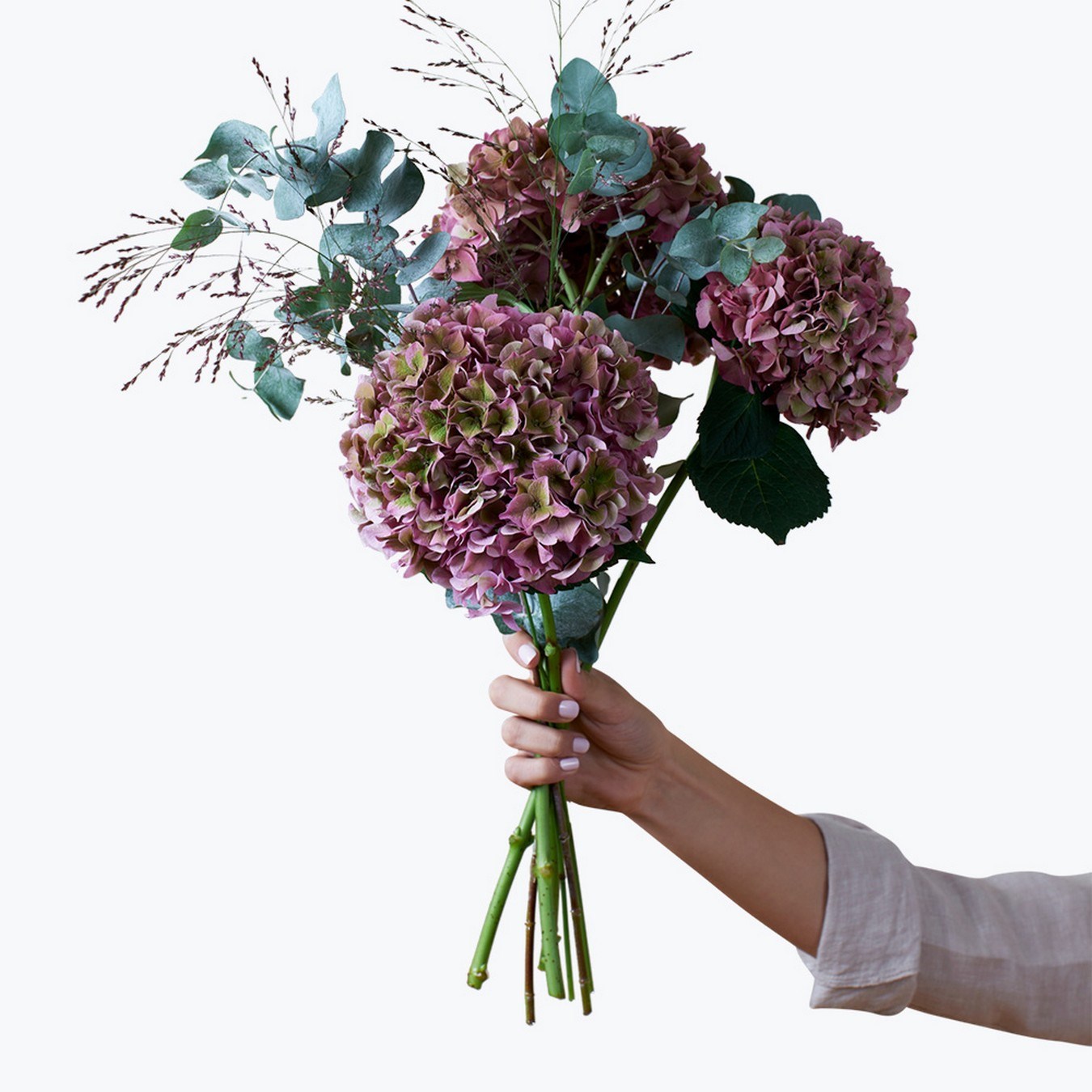 product image for Hydrangea for Fall 240418