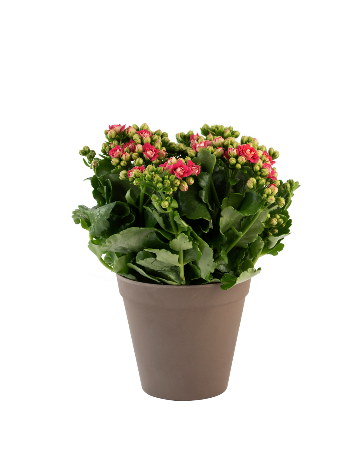 product image for Calandiva  orange 242645