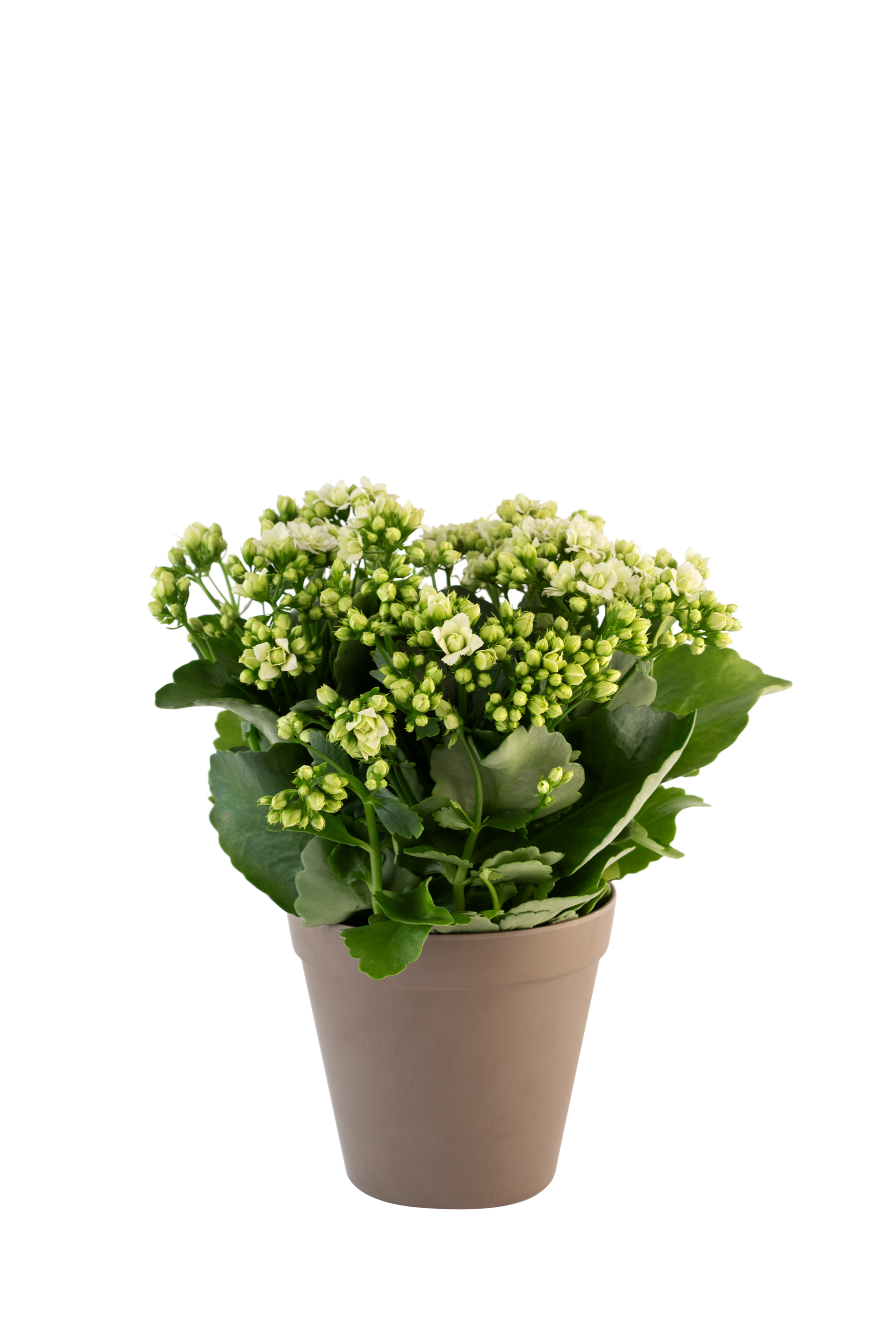 product image for Calandiva white 242646