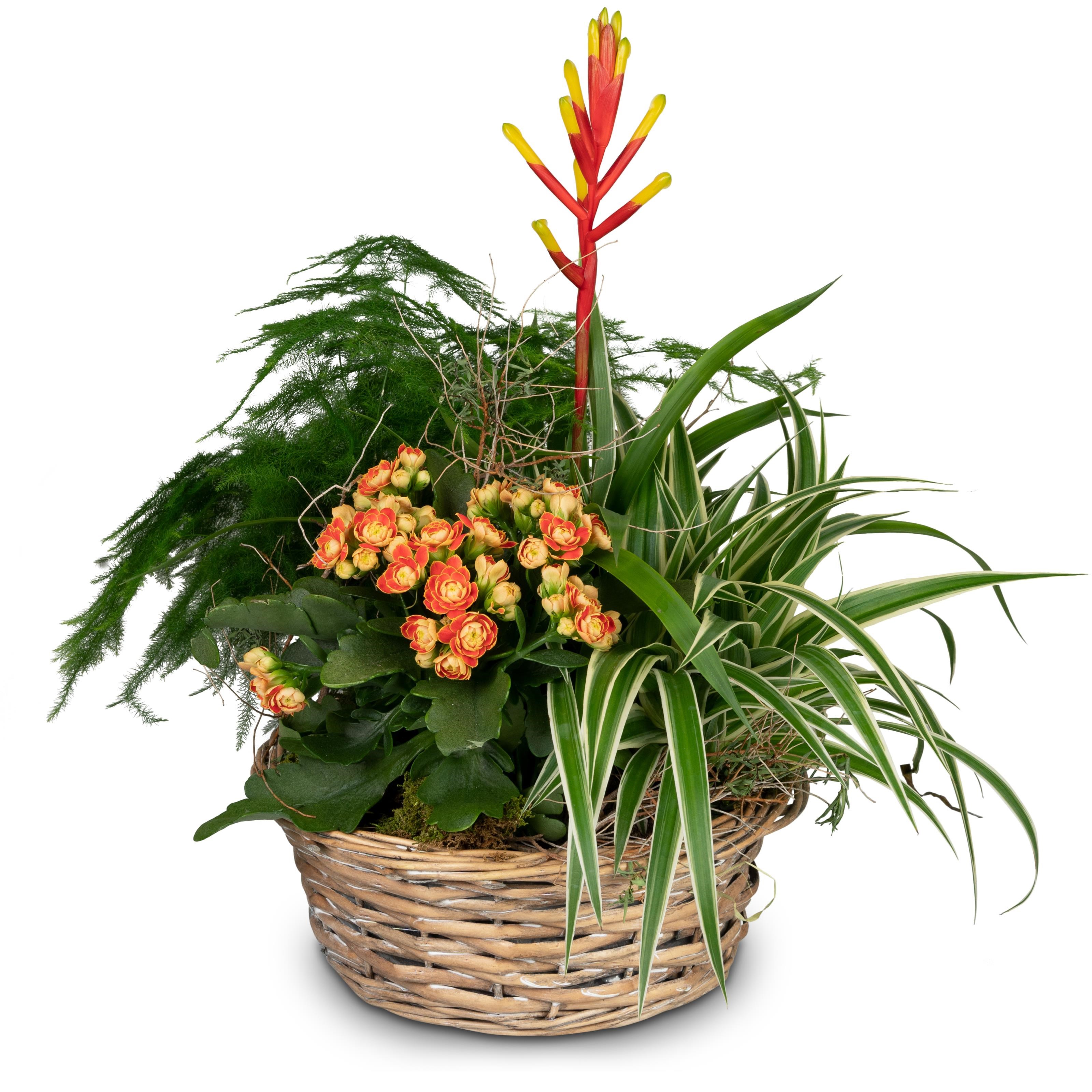 Indoor plant pot Symphony of plants