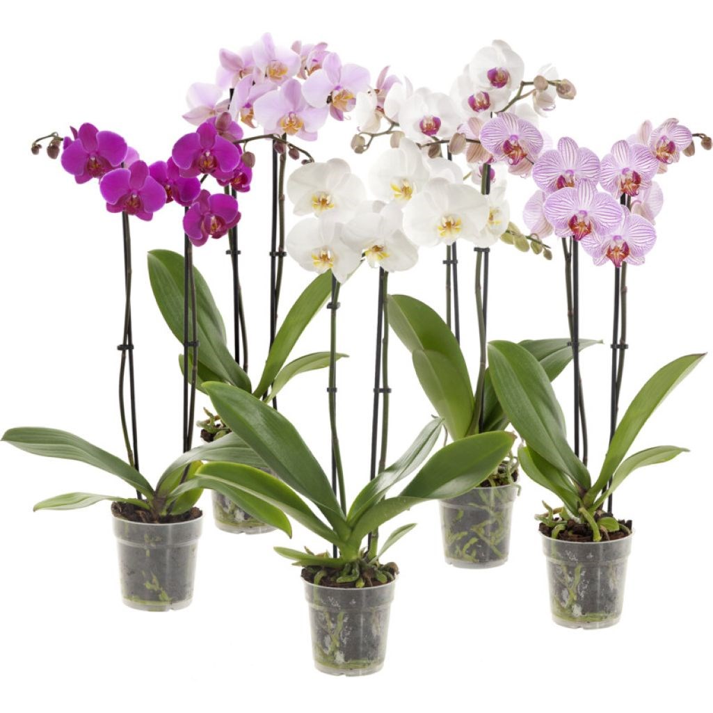 product image for Two Branched Orchid in a Ceramic Pot