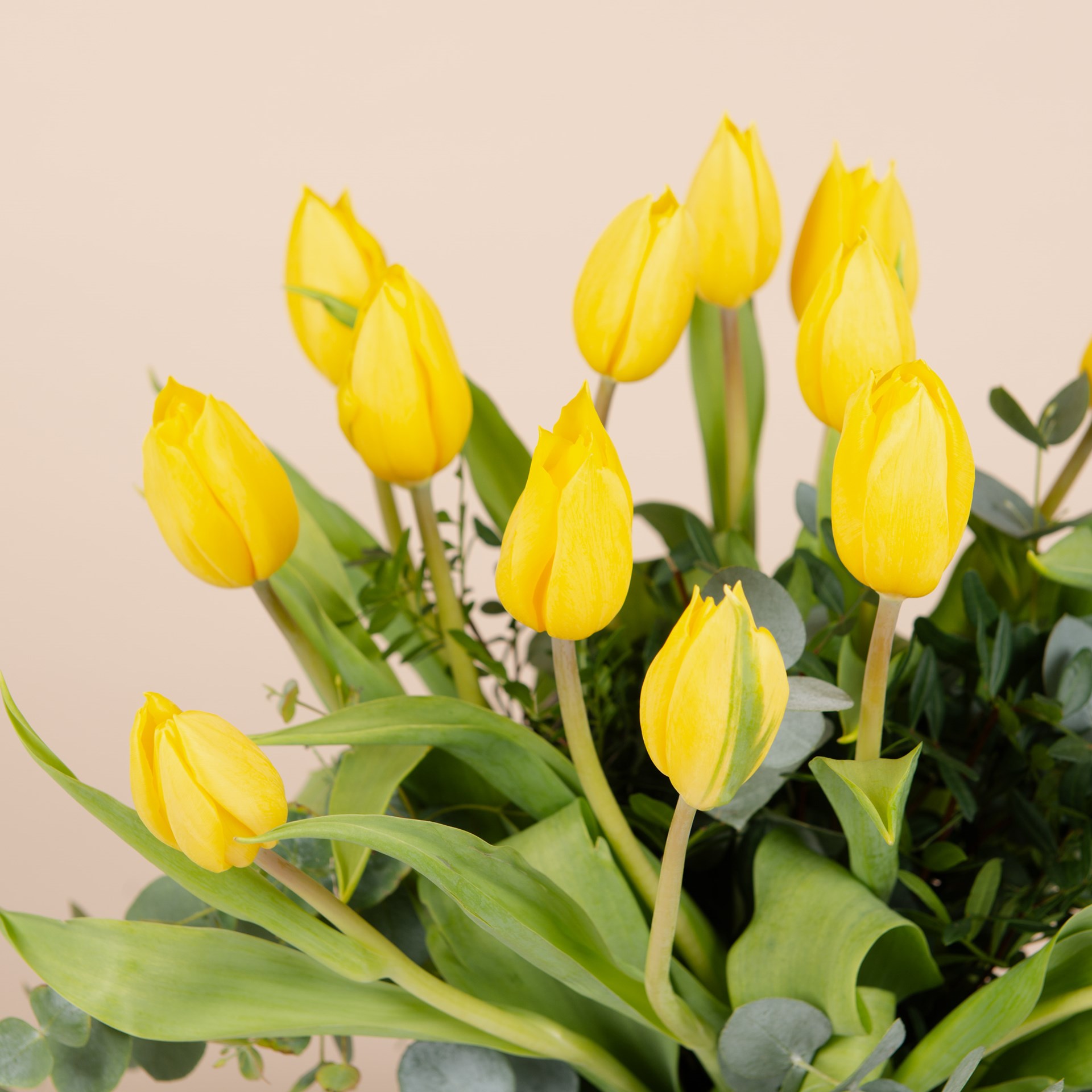 Bouquet of Yellow tulips