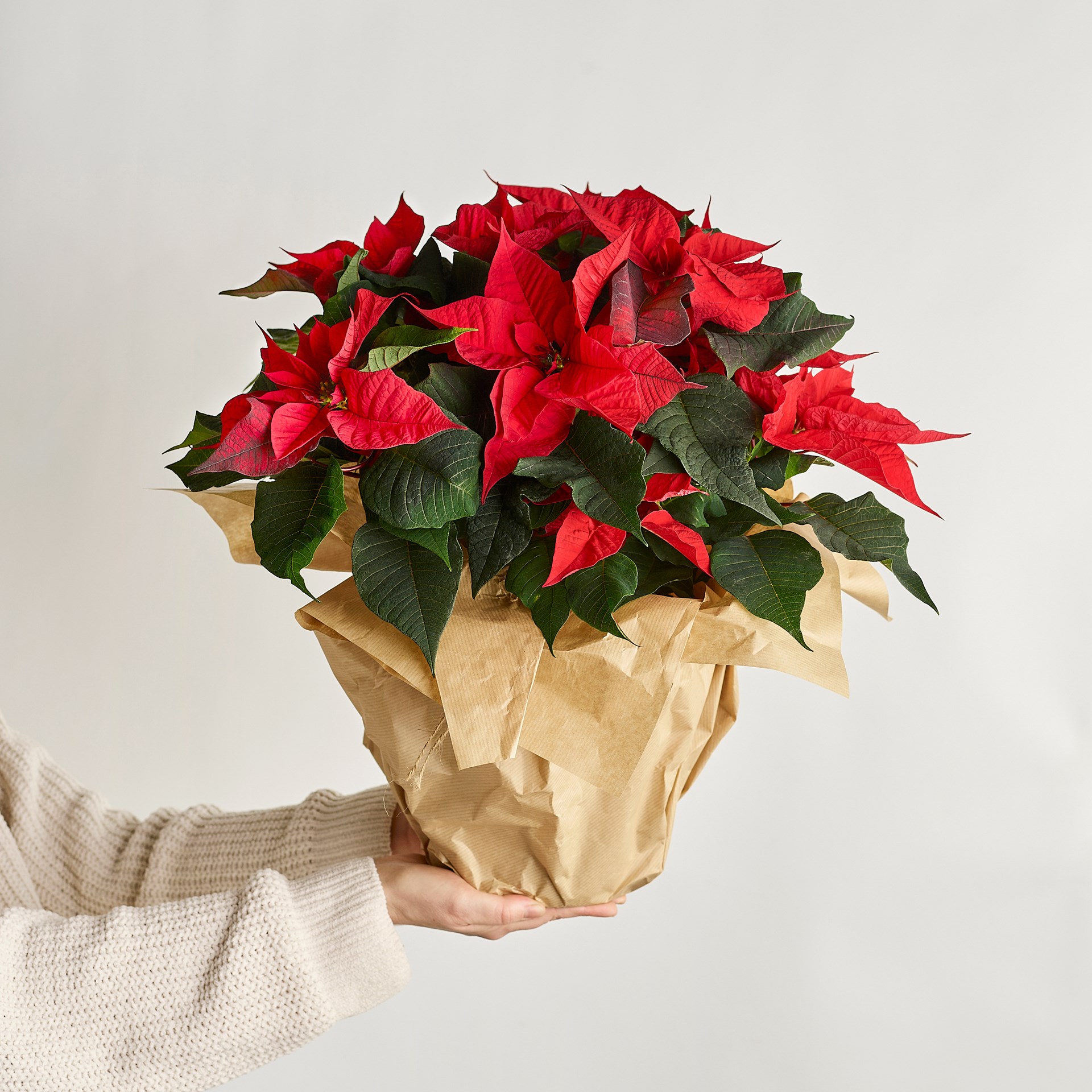product image for Poinsettia