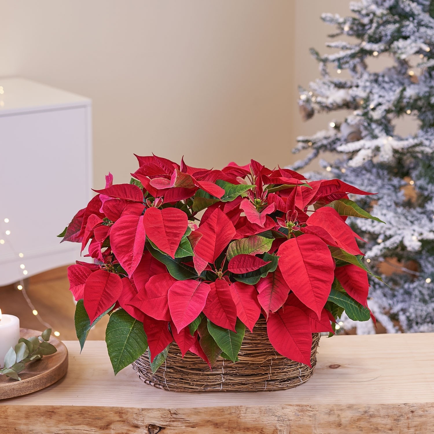 product image for Poinsettia basket